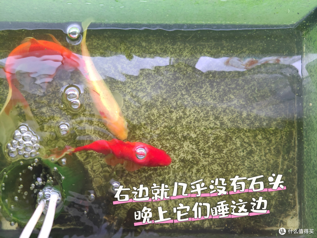 鱼鱼也会布置自己的房间?   鱼鱼晚上怎么睡觉的？鱼鱼也要吃蔬菜吗？