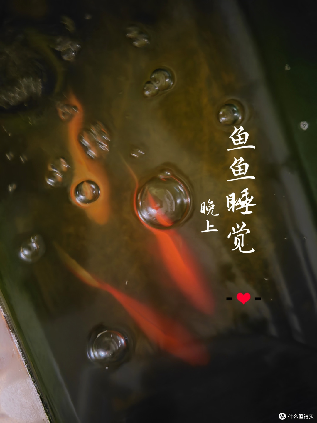 鱼鱼也会布置自己的房间?   鱼鱼晚上怎么睡觉的？鱼鱼也要吃蔬菜吗？