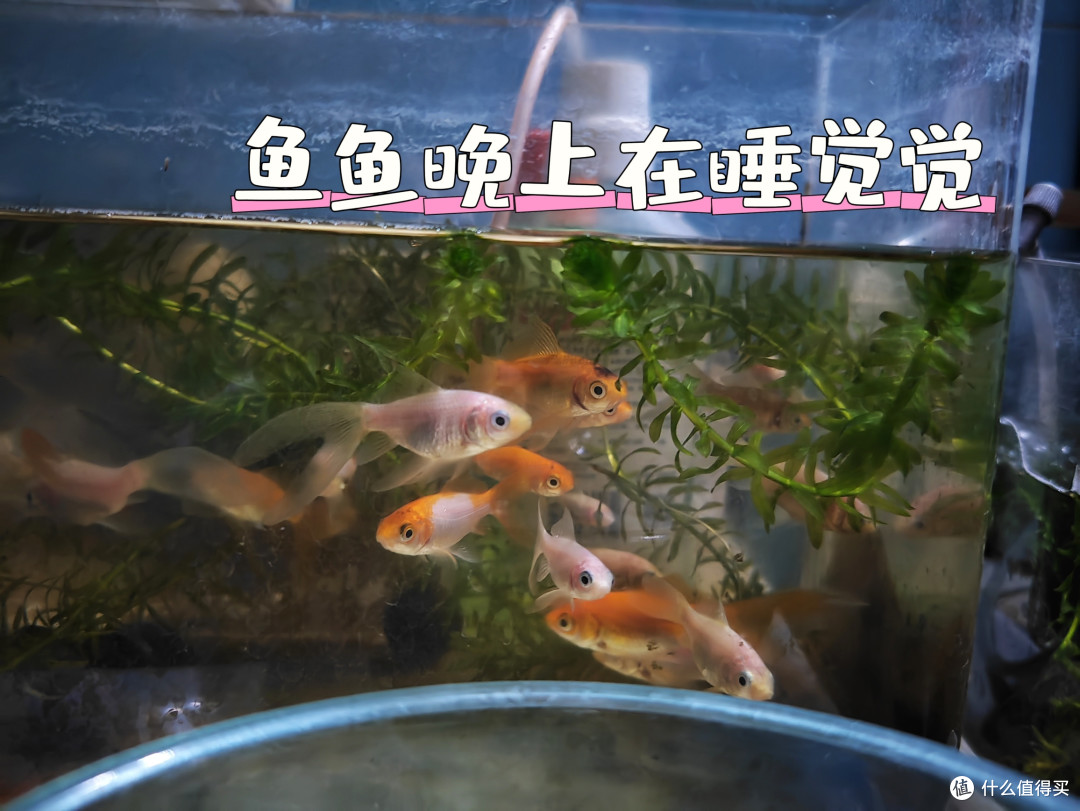 鱼鱼也会布置自己的房间?   鱼鱼晚上怎么睡觉的？鱼鱼也要吃蔬菜吗？