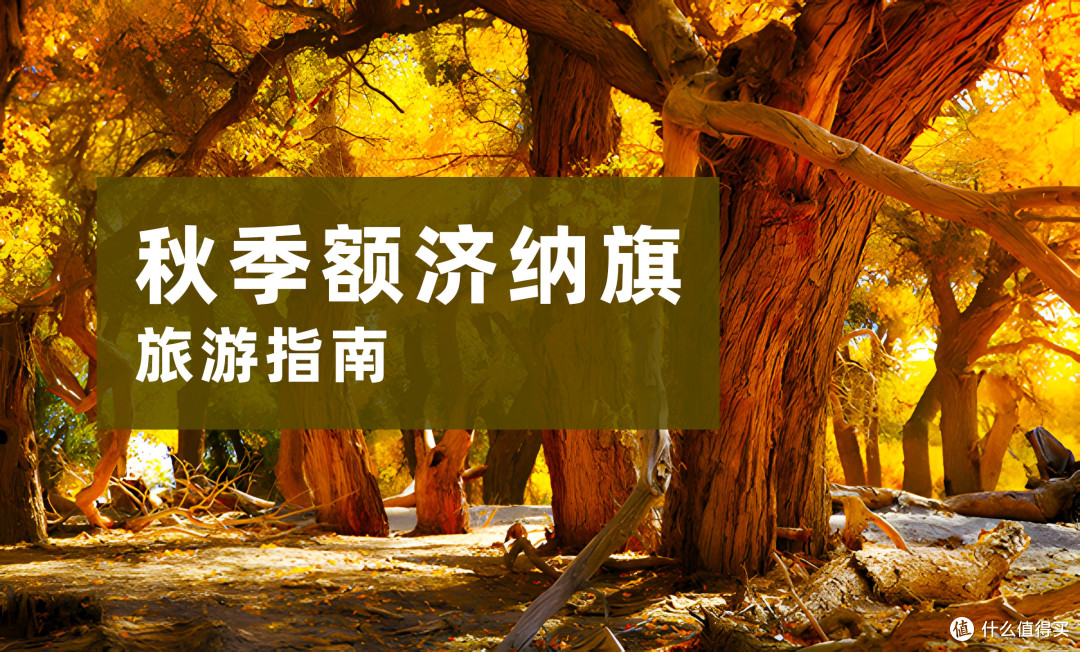 秋季旅游指南：额济纳旗胡杨林攻略，实用信息一览