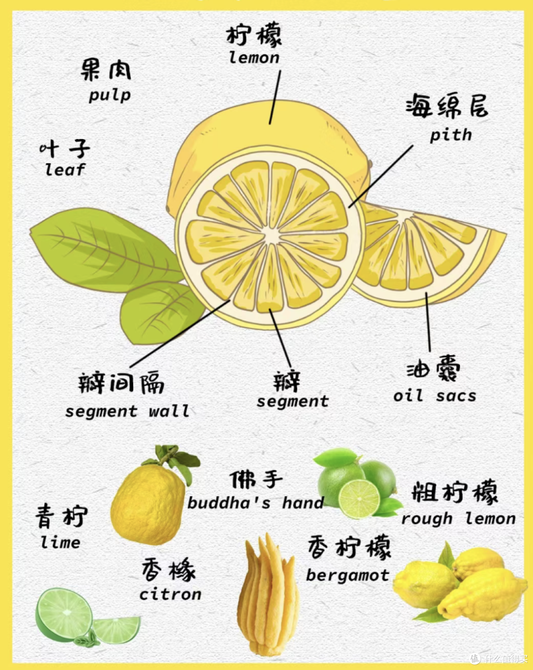 明星都在用的柠檬🍋神仙吃法,你试过吗?