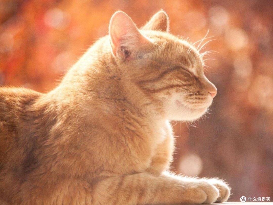 狸花猫有哪些常见的品种?
