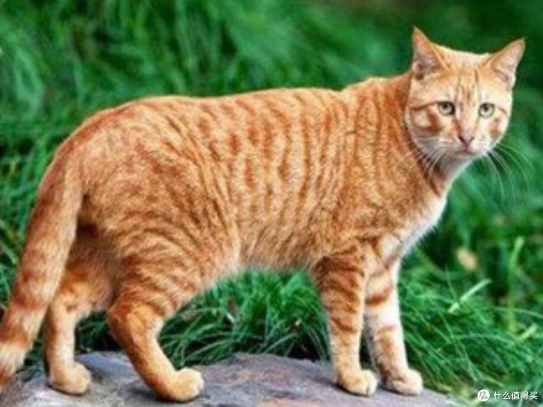 狸花猫有哪些常见的品种?