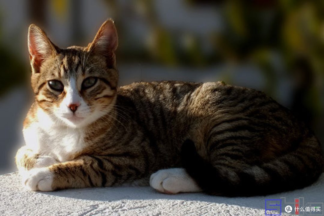 狸花猫有哪些常见的品种?