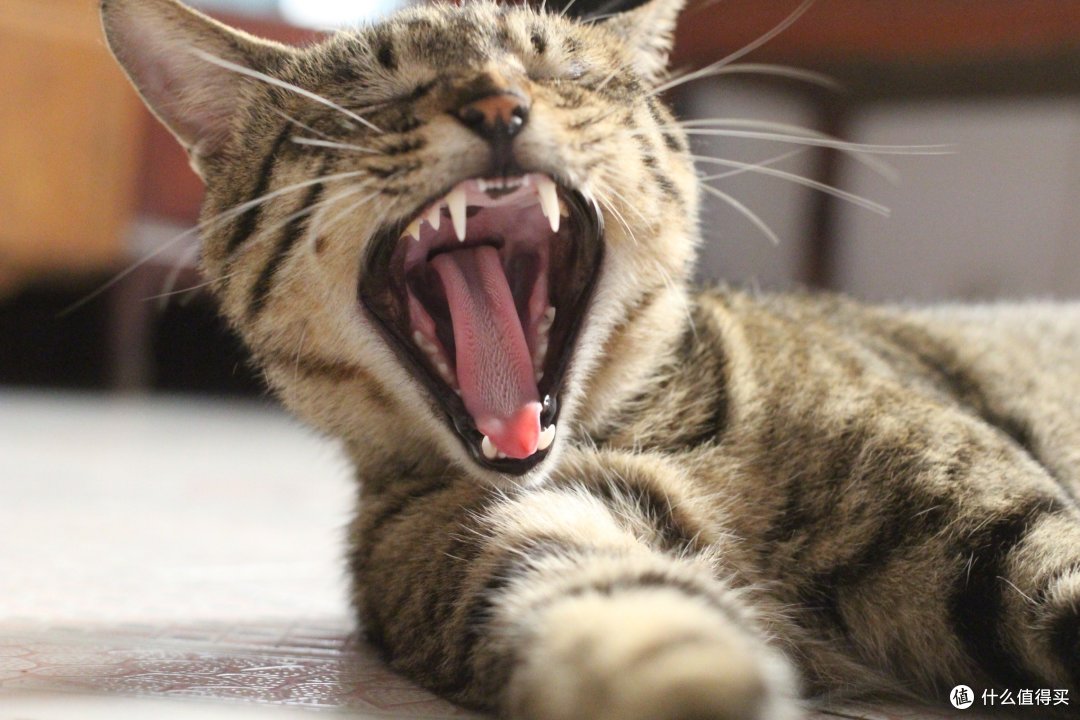 《狸花猫的科学饲养之道》