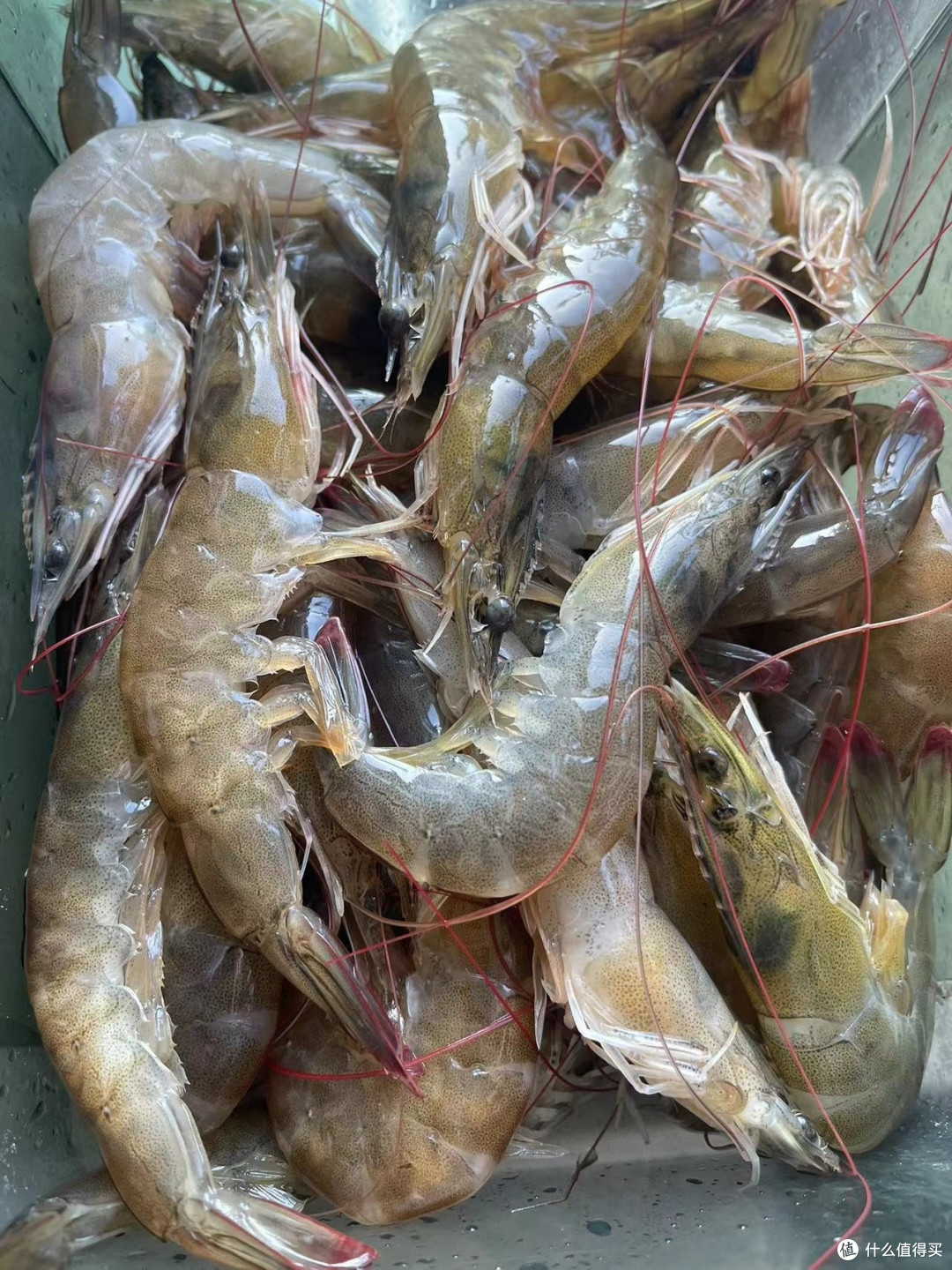 海鲜探寻之旅，青岛海滨的寻鲜记