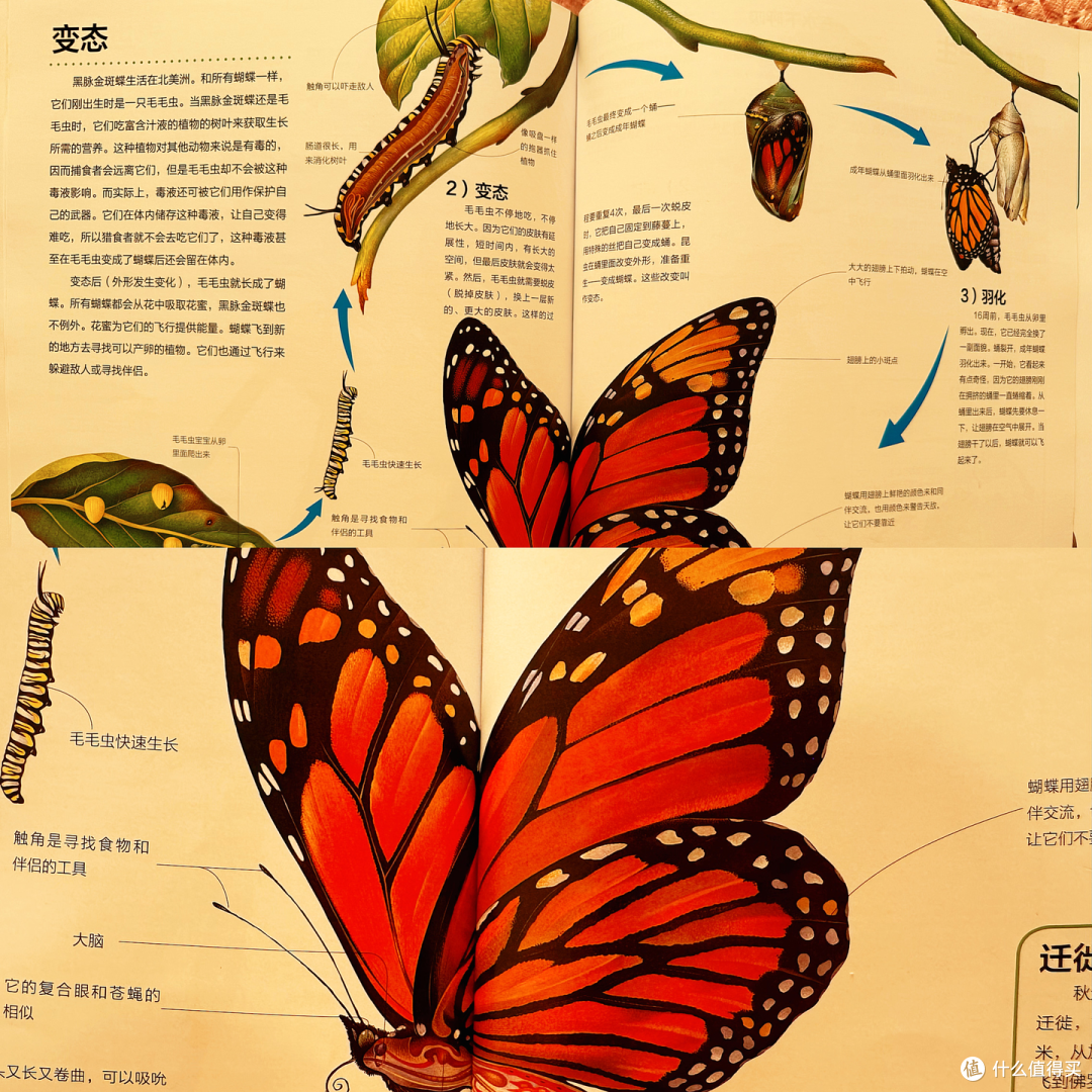 |适合5岁+宝宝看的超绝百科全书,终于被我找到了!|