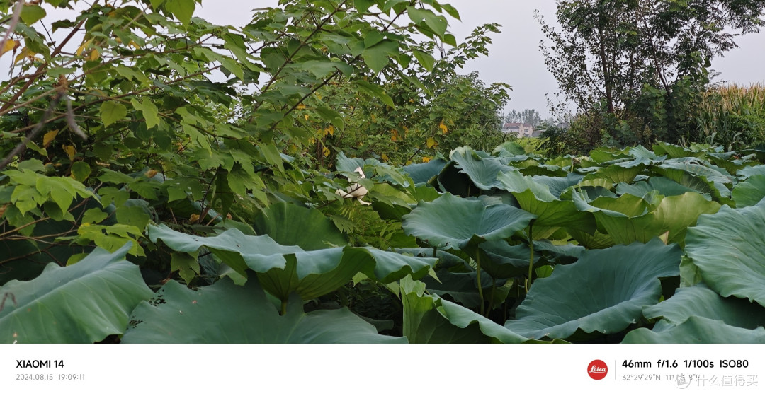这是一篇关于莲藕和莲花和莲蓬的文章!