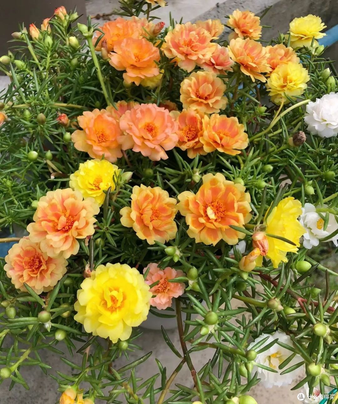 “养不死”的5种花,最适合入秋后扦插,沾土就活,2个月开花!