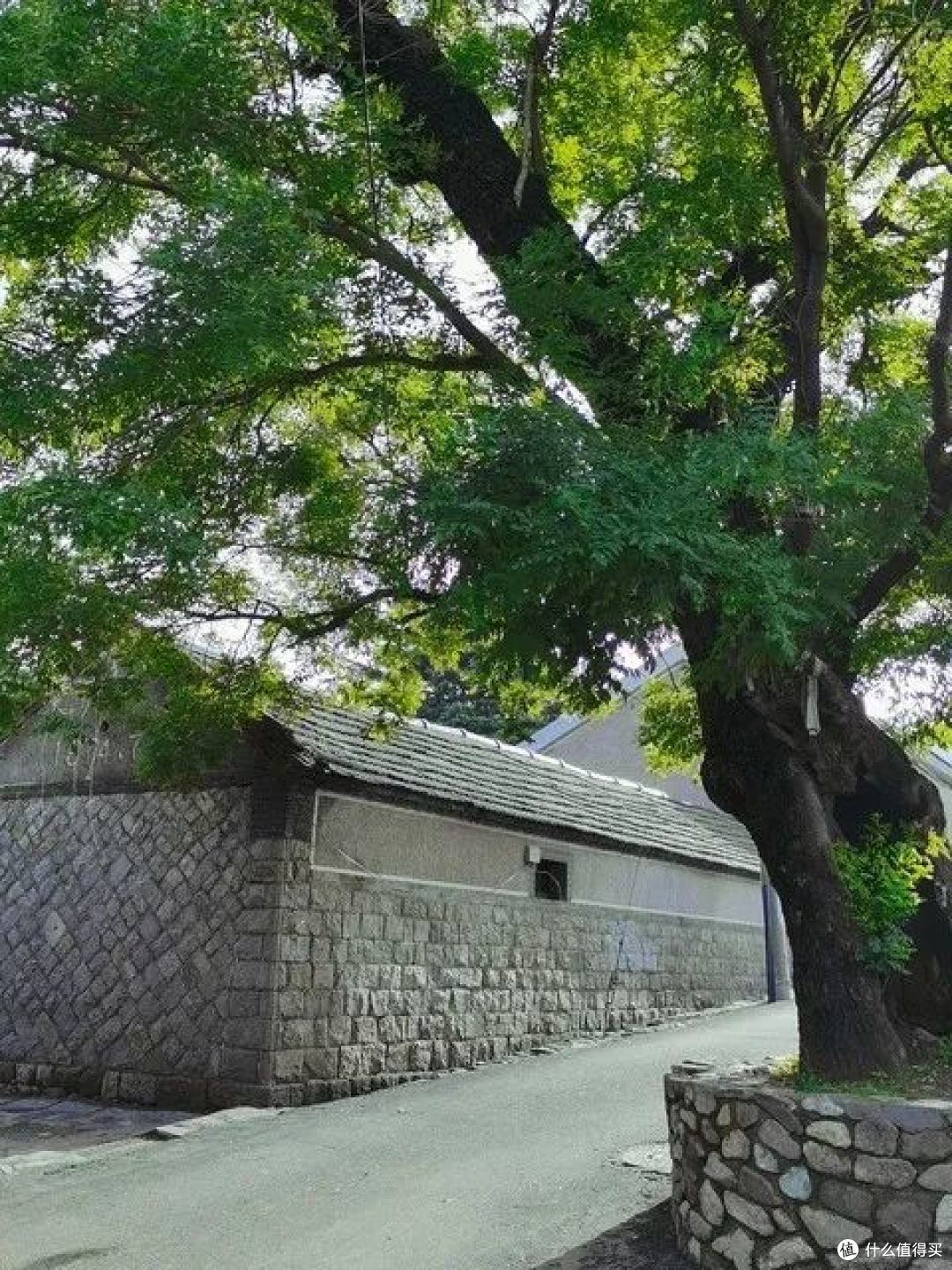 “五树进阳宅,人穷家也败”,是哪五种树?赶紧看你家有吗?