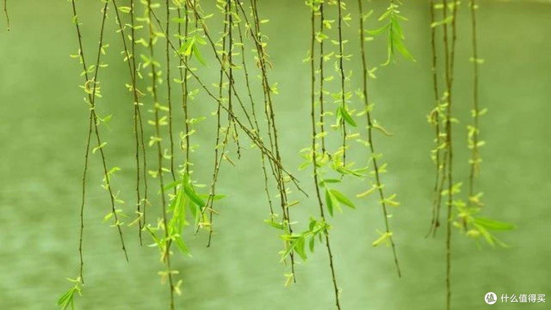 “五树进阳宅,人穷家也败”,是哪五种树?赶紧看你家有吗?
