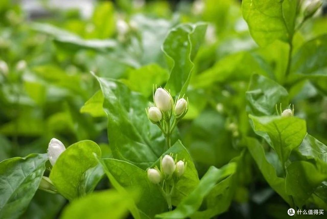 入秋6种花“爱喝水”,越浇越爆盆,偷懒黄叶“变干菜”!
