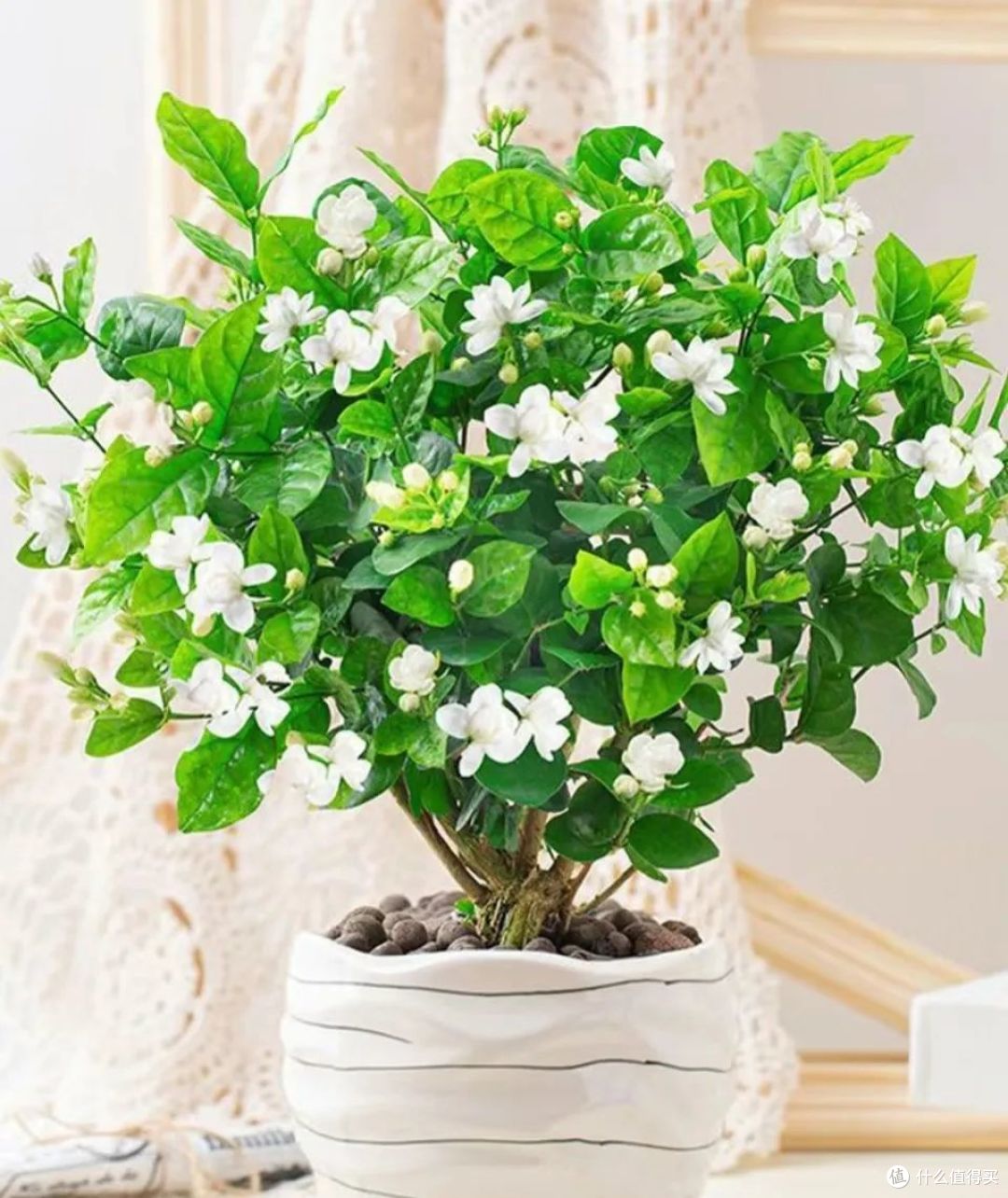 入秋6种花“爱喝水”,越浇越爆盆,偷懒黄叶“变干菜”!