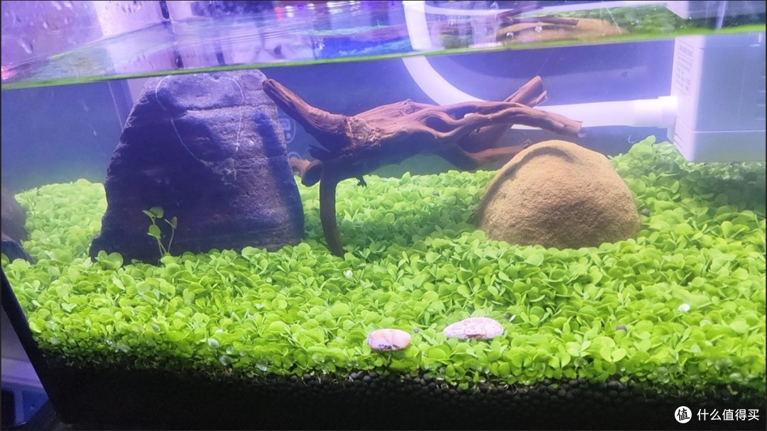 鱼缸清洁大作战!轻松搞定水族箱卫生