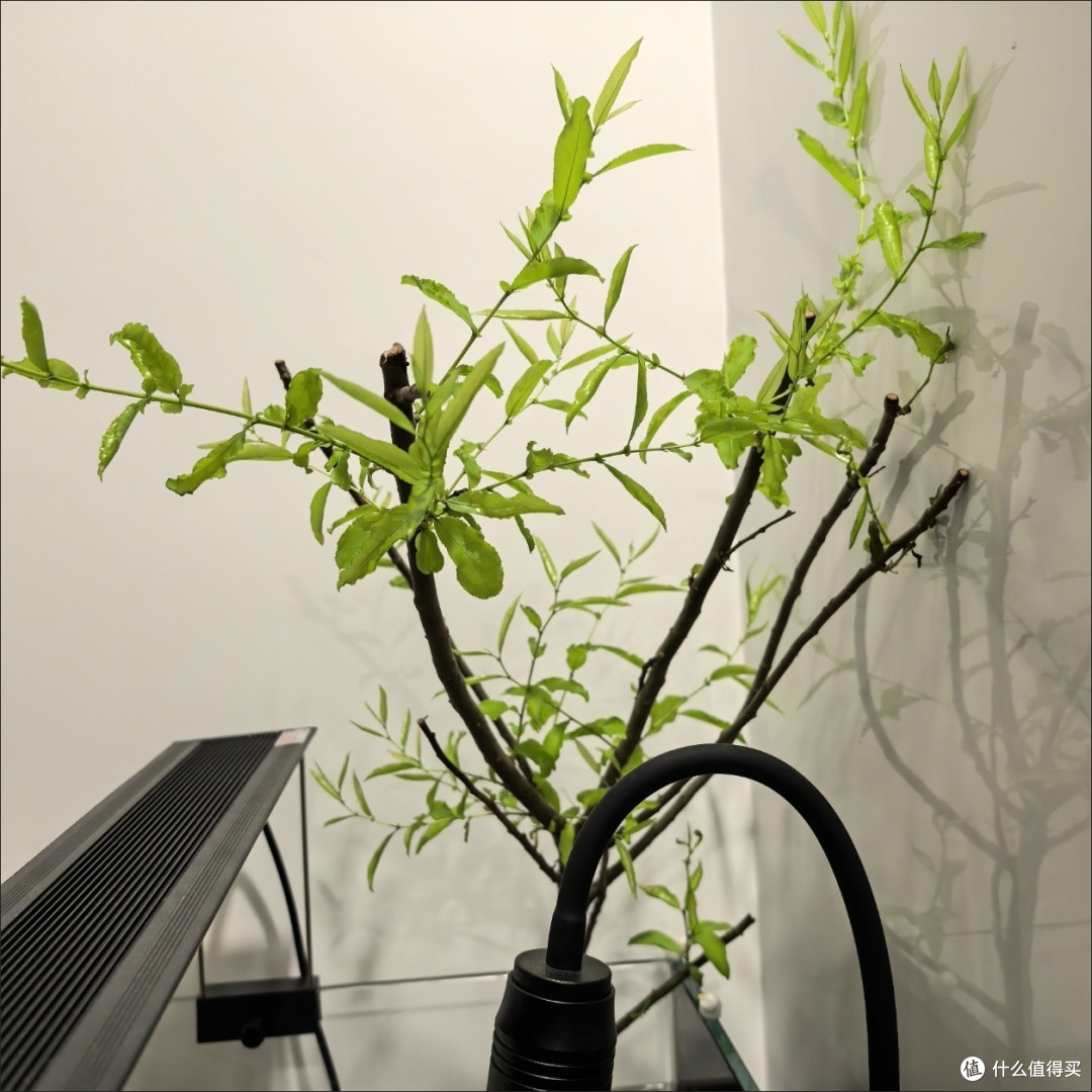 鱼缸清洁大作战!轻松搞定水族箱卫生
