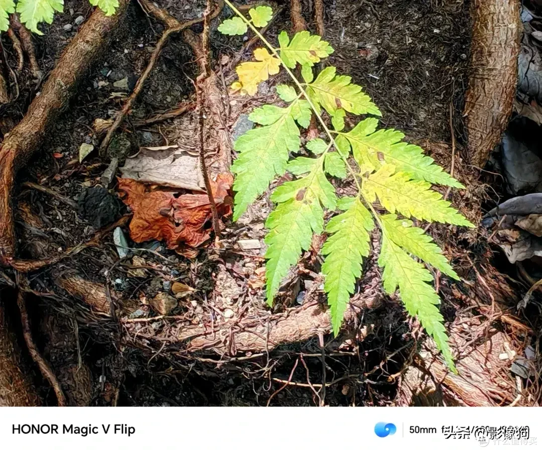 小折叠手机影像表现如何?荣耀Magic V Flip手机影像上手体验
