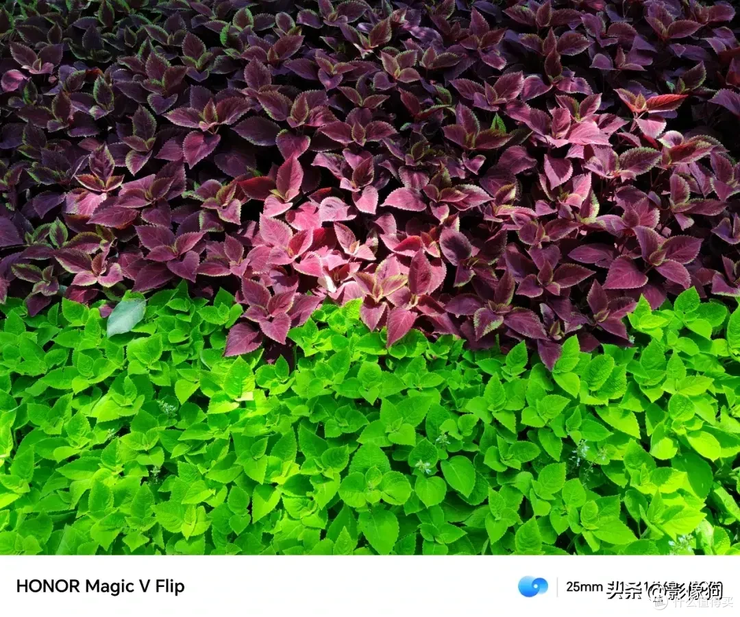 小折叠手机影像表现如何?荣耀Magic V Flip手机影像上手体验