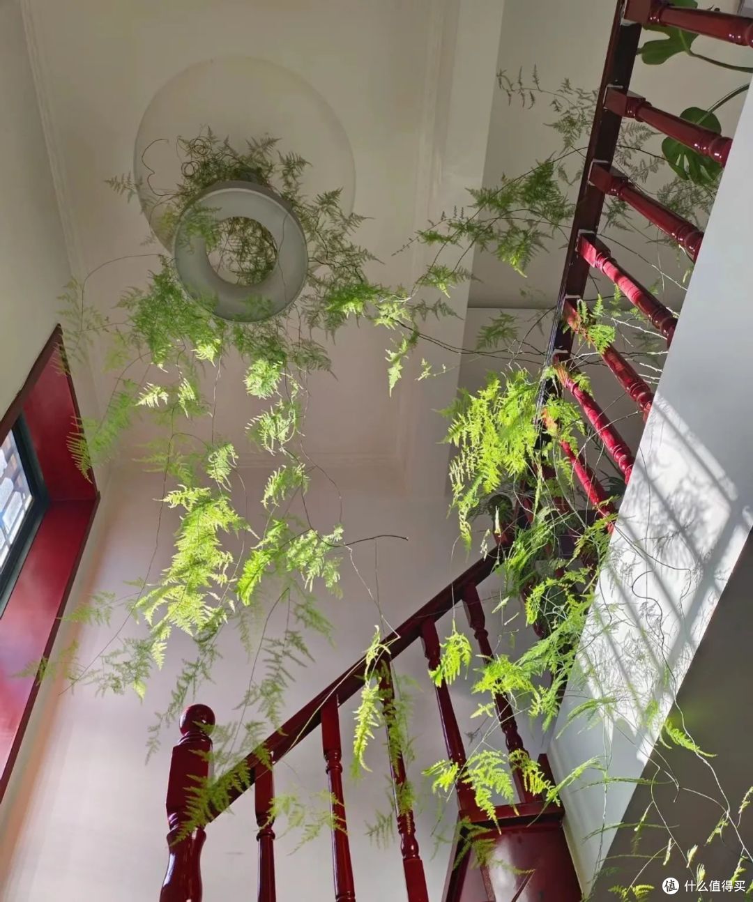 福建一姐姐,因把文竹养得“太妖娆”走红,网友:成精了!