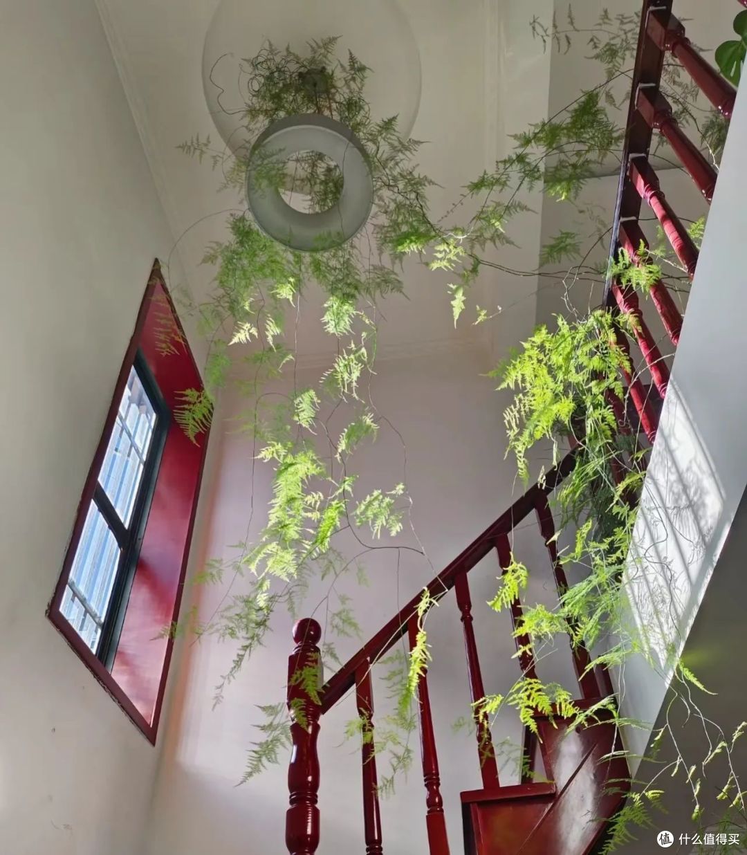 福建一姐姐,因把文竹养得“太妖娆”走红,网友:成精了!