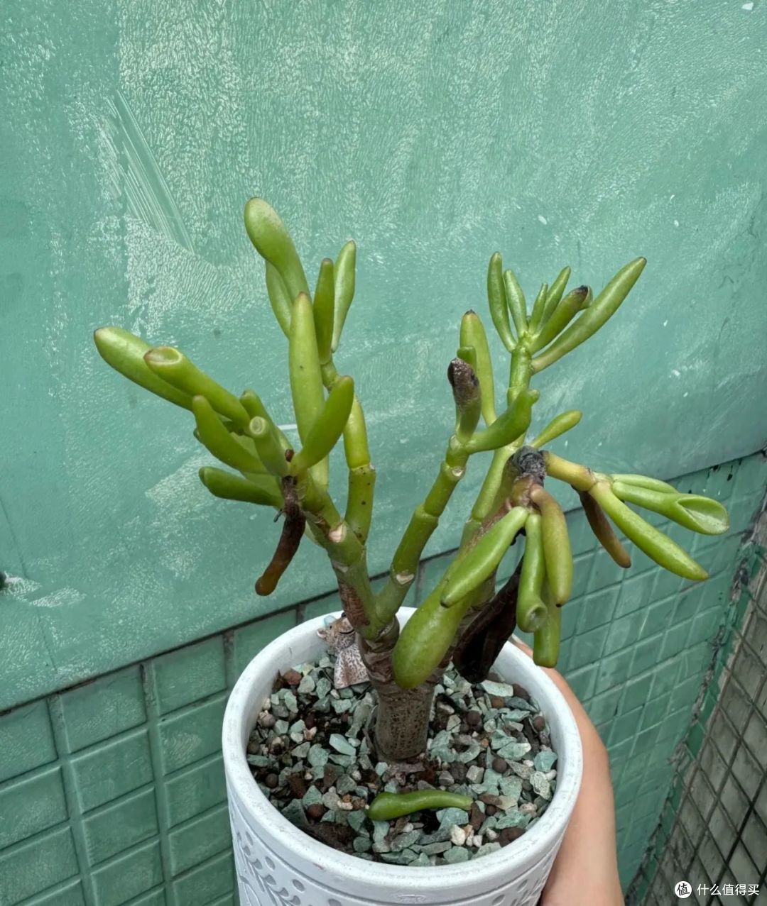 河南大妈在客厅用缸种吸财树,长成巨无霸,那叫一个高级好看