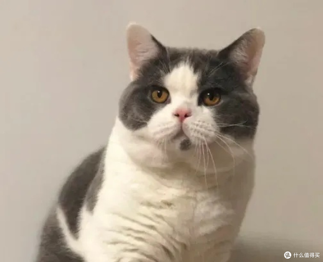 公猫绝育后,为何会发腮长胖?