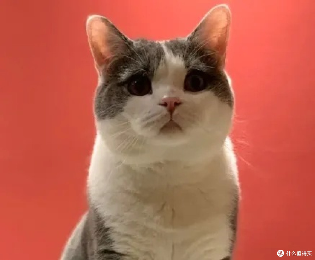 公猫绝育后,为何会发腮长胖?