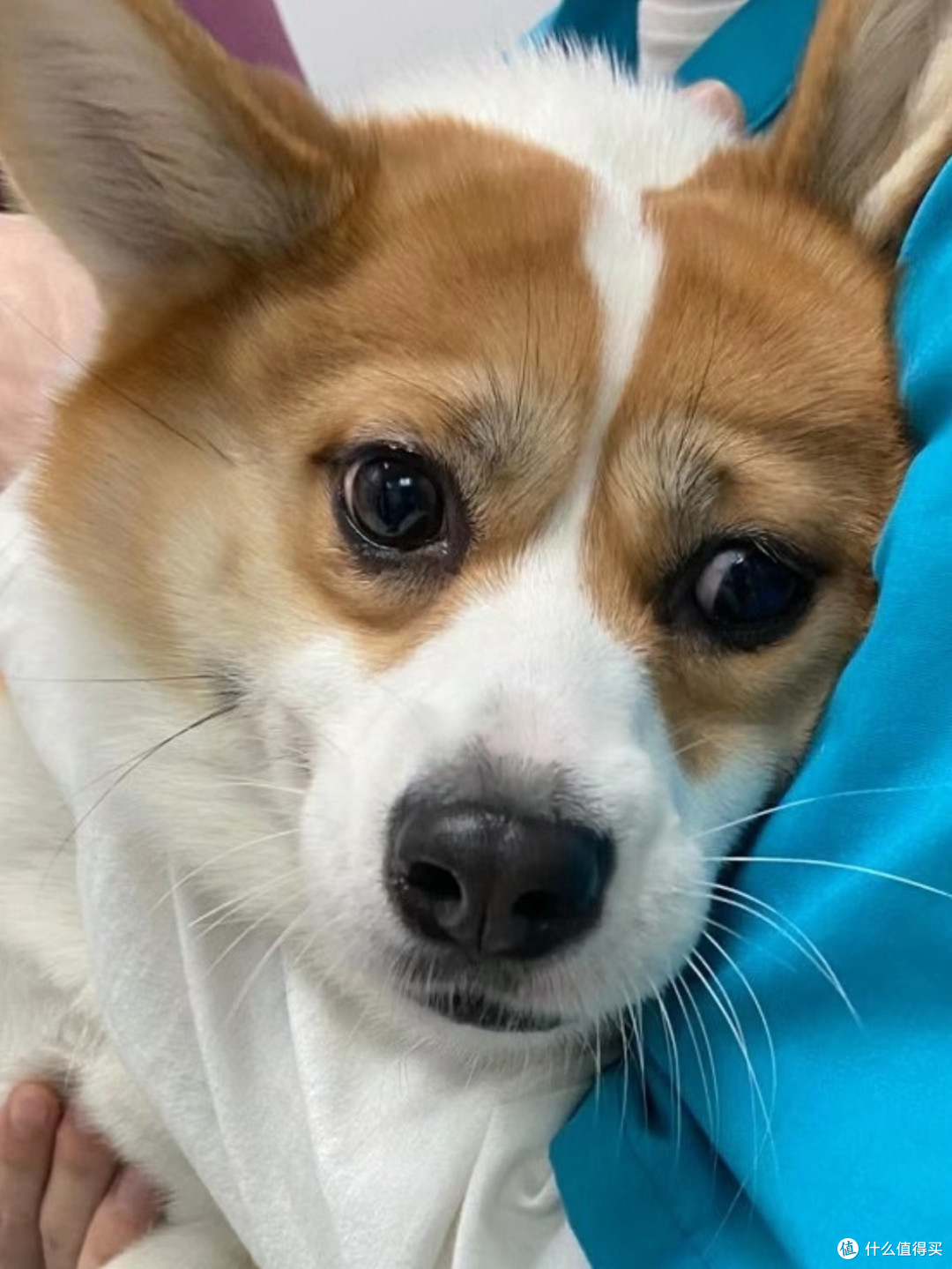 狗狗绝育:是爱还是害?