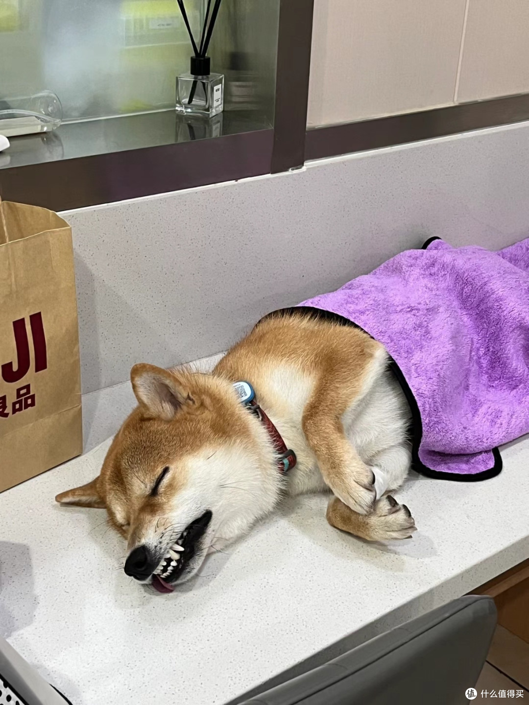 狗狗绝育:是爱还是害?