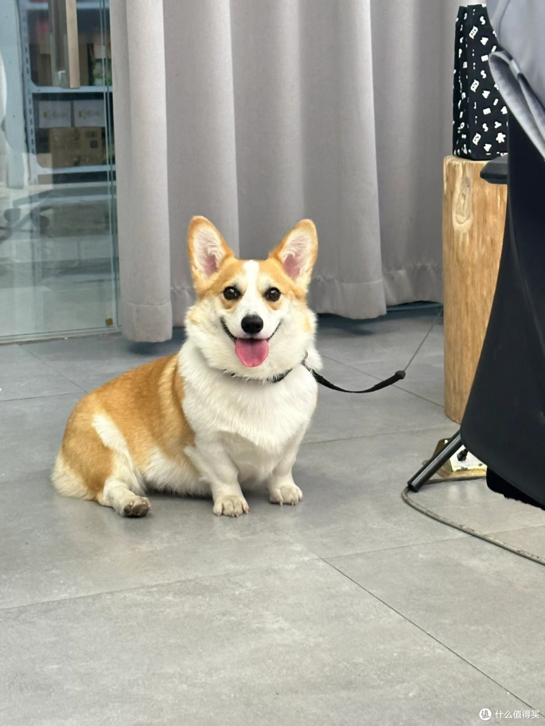 狗狗绝育:是爱还是害?