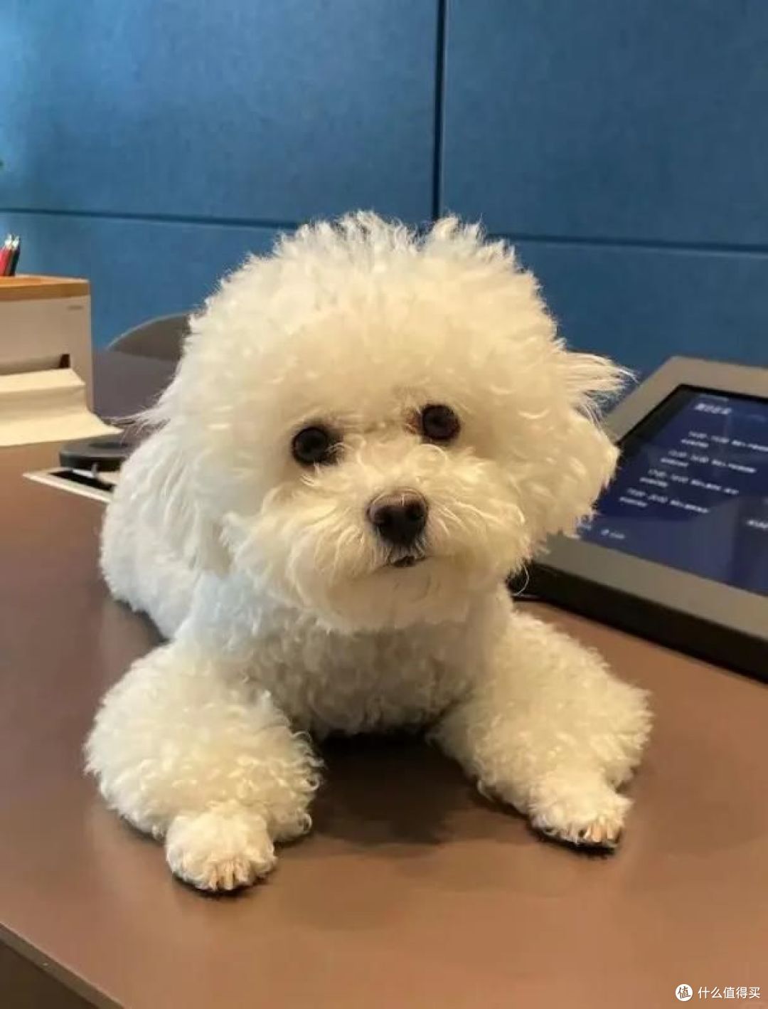狗狗泪痕如果去掉?六点要记住!
