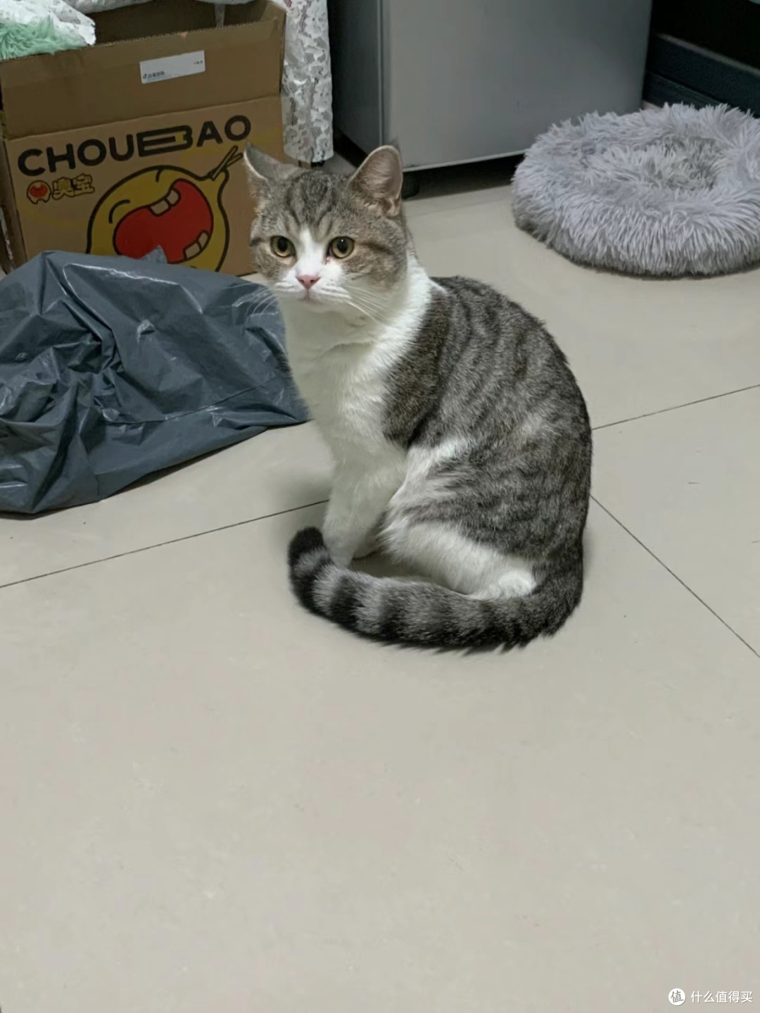 猫咪的心思,你真的懂吗?揭秘猫咪眼中的你