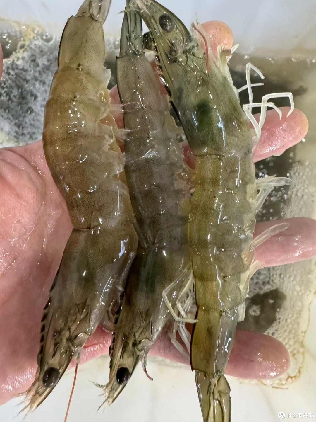 我这边超市里的盐水虾