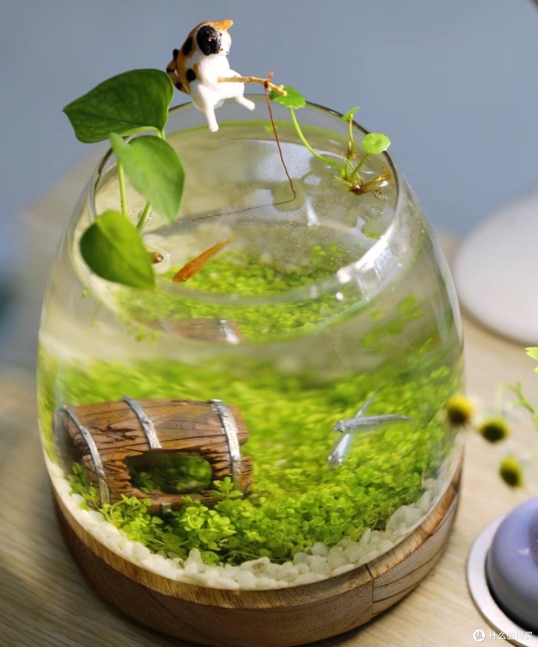 新手小🐟鱼缸搭建指南