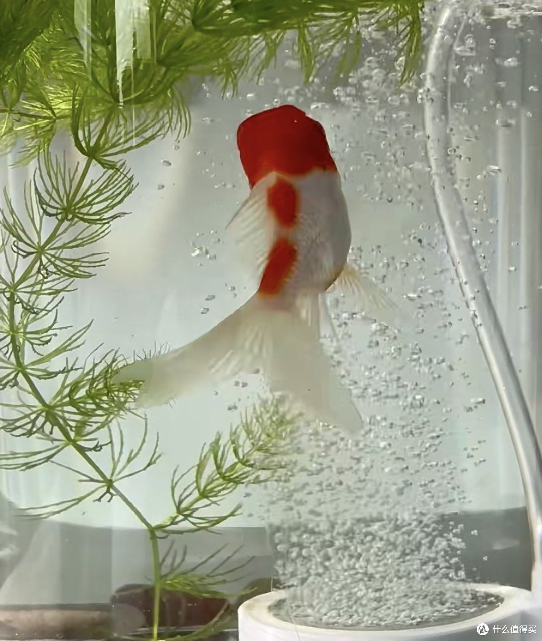 新手小🐟鱼缸搭建指南