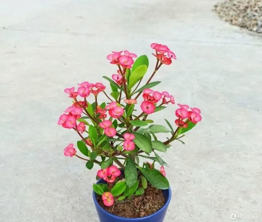 出伏后，立即扦插6种花，好养好看“爱爆花”，当年盛开美极了！