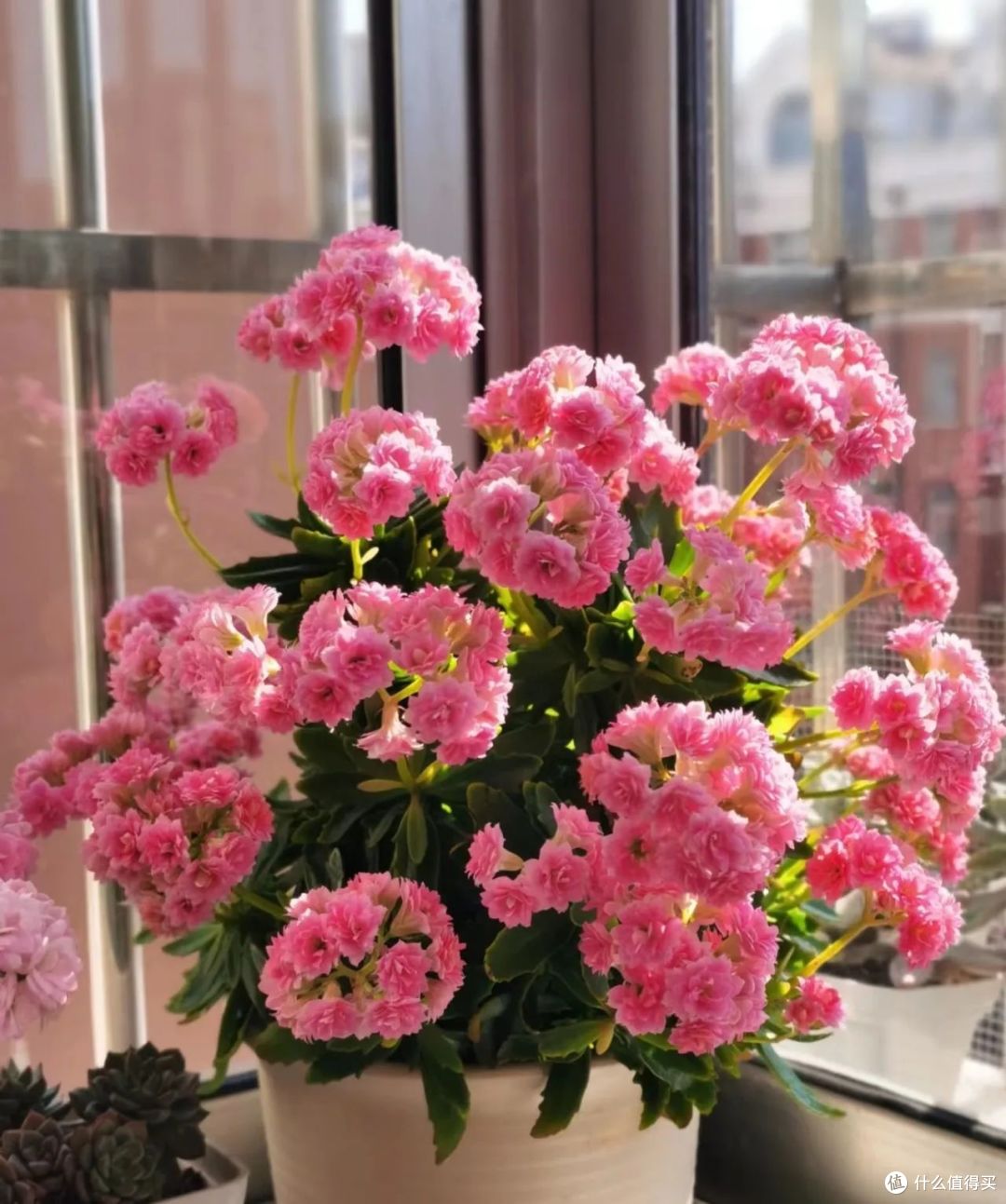 出伏后，立即扦插6种花，好养好看“爱爆花”，当年盛开美极了！