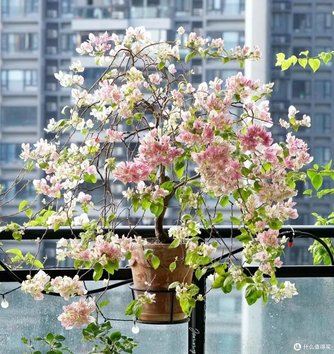 容易被太阳晒死的“5种”花,一般人养不活,真的不能怪植物!