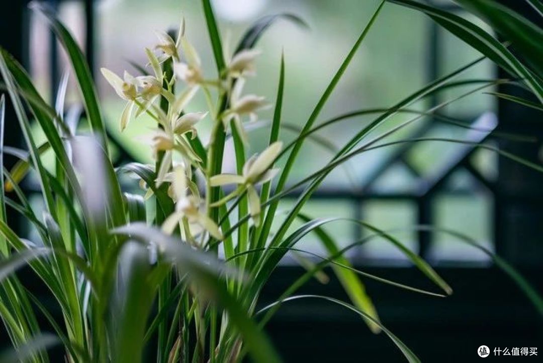 容易被太阳晒死的“5种”花,一般人养不活,真的不能怪植物!
