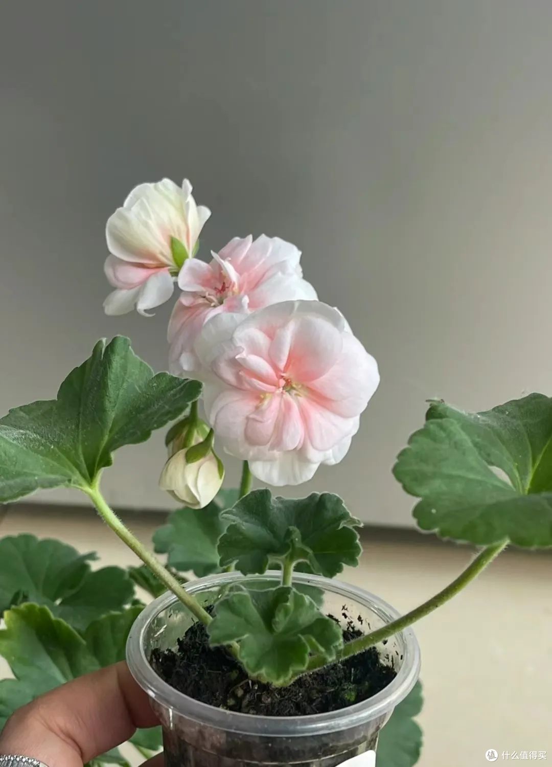 容易被太阳晒死的“5种”花,一般人养不活,真的不能怪植物!