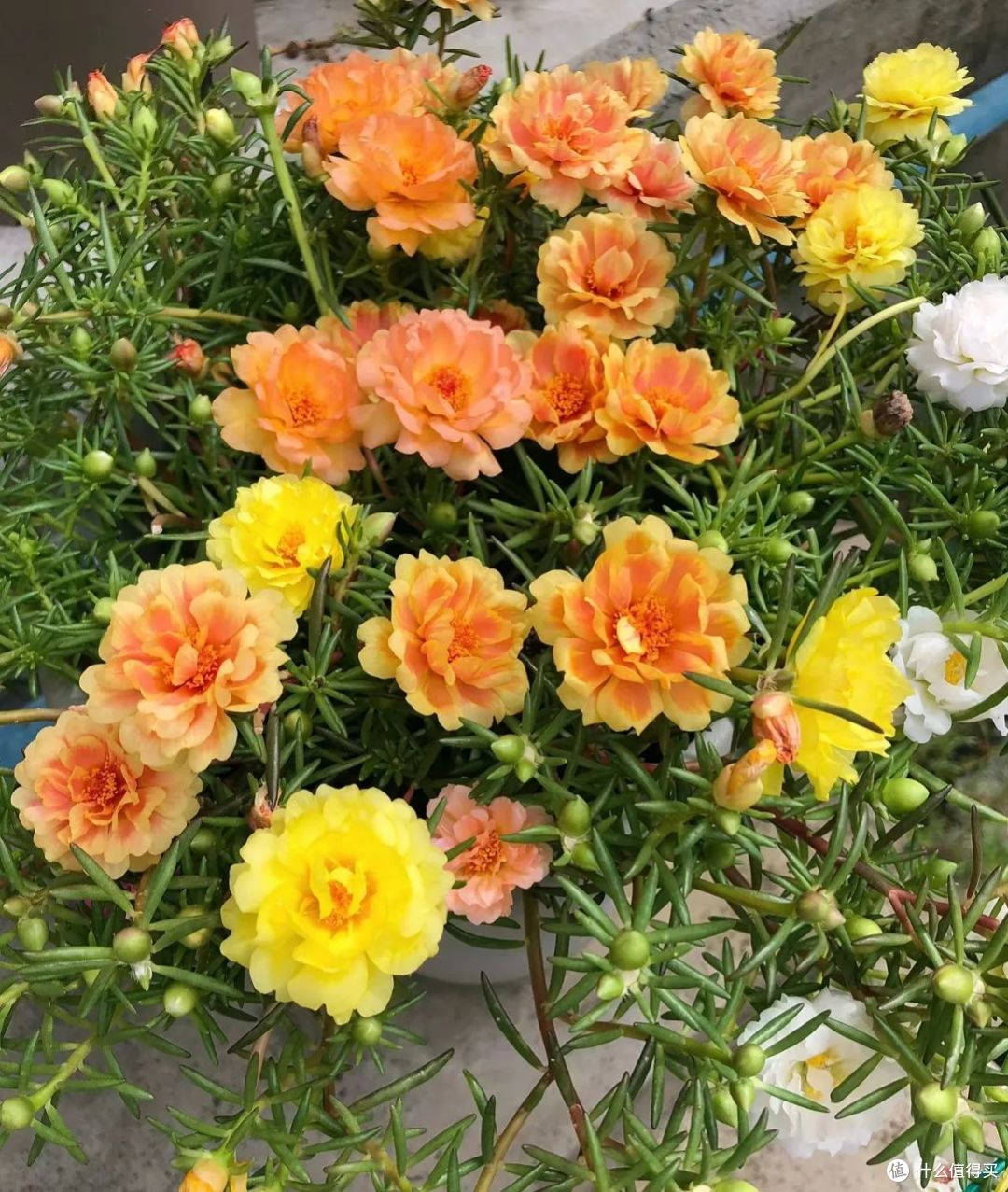 容易被太阳晒死的“5种”花,一般人养不活,真的不能怪植物!