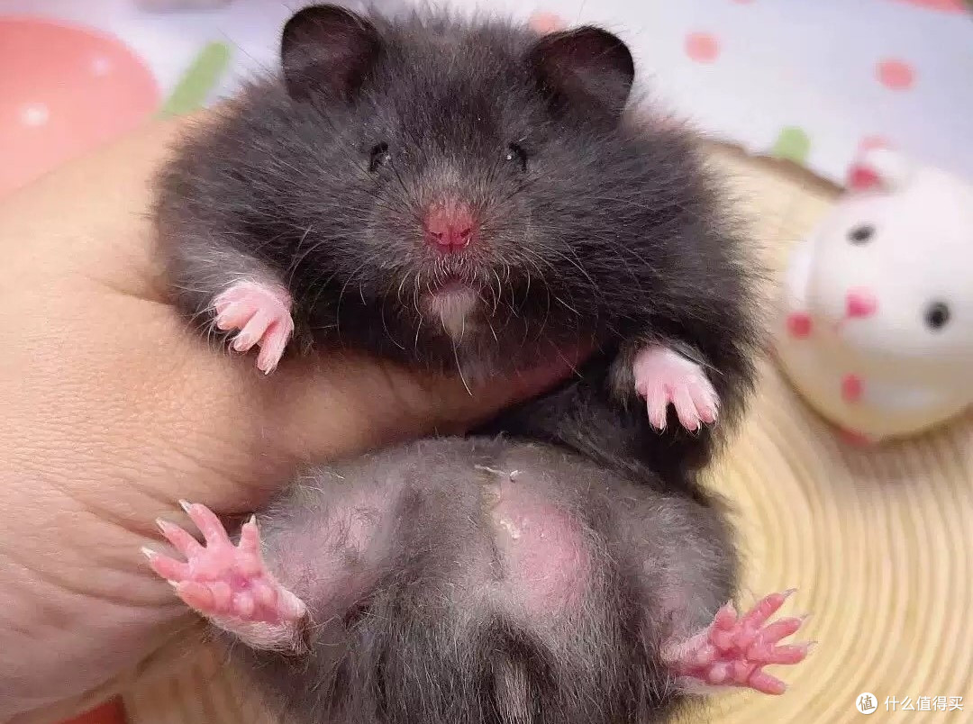 从0开始养仓鼠🐹 品种选购-宠物用品-饲养科普一文速通_其他宠物日用_什么值得买