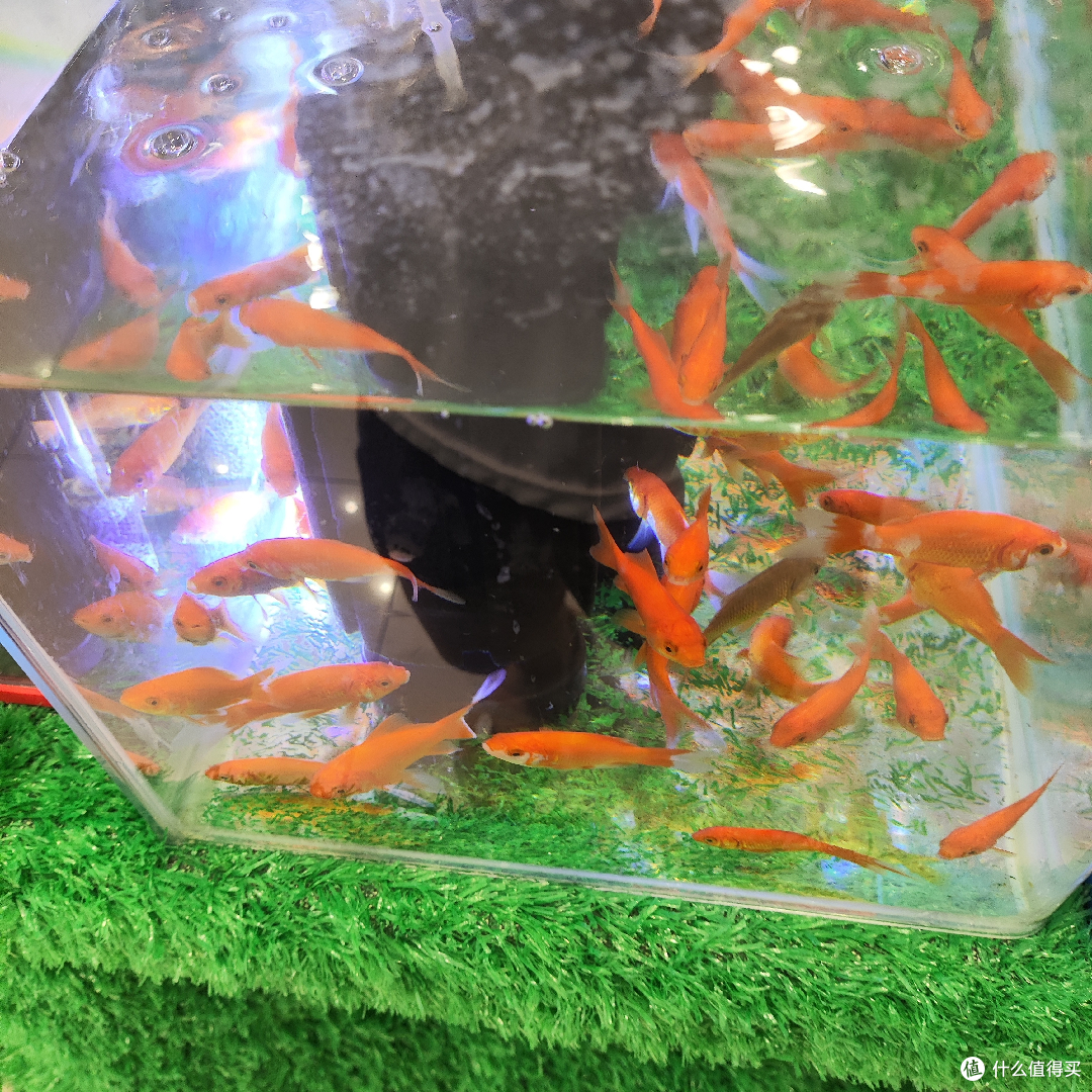 水族馆的秘密武器?观赏鱼养殖技巧全揭秘!