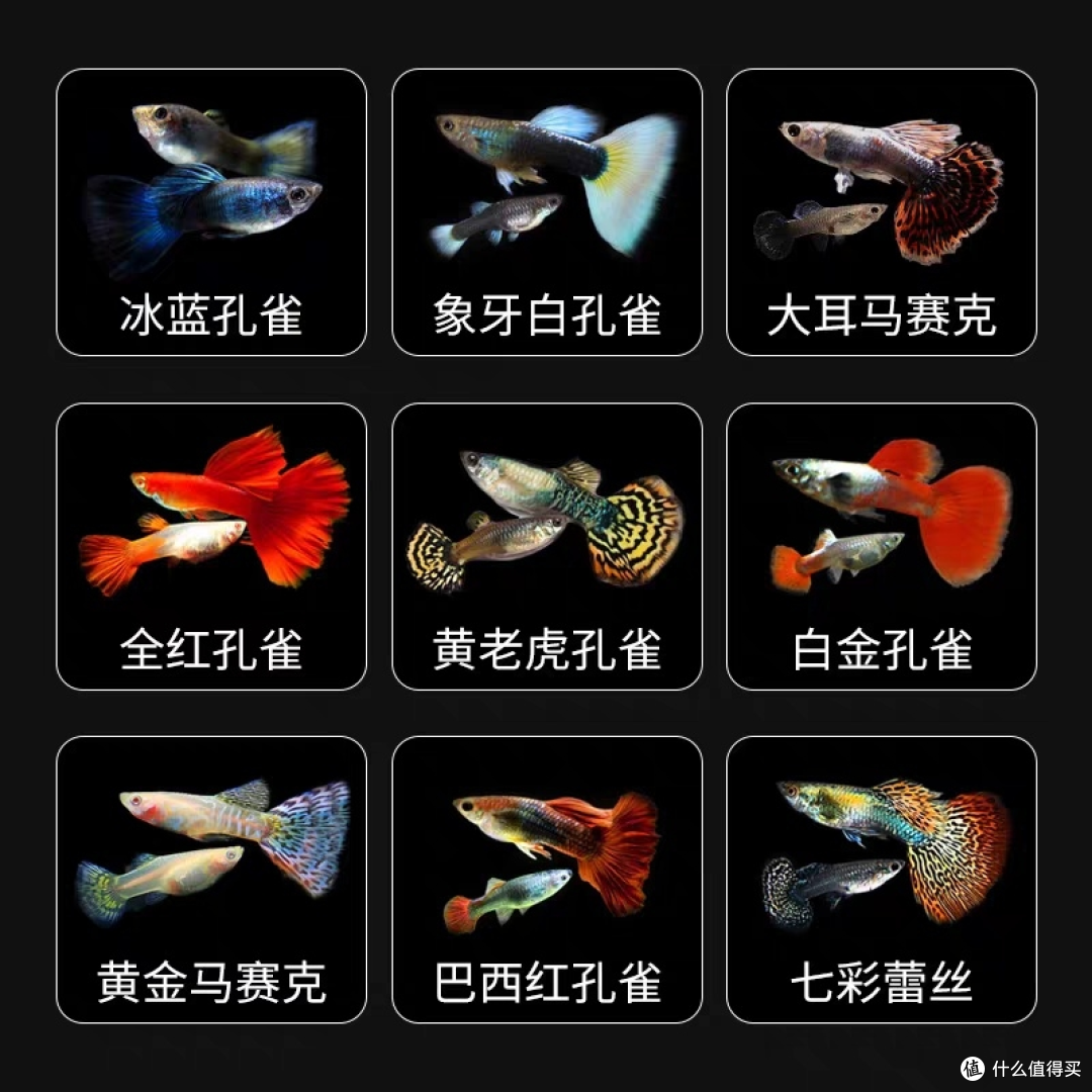 水族馆的秘密武器?观赏鱼养殖技巧全揭秘!
