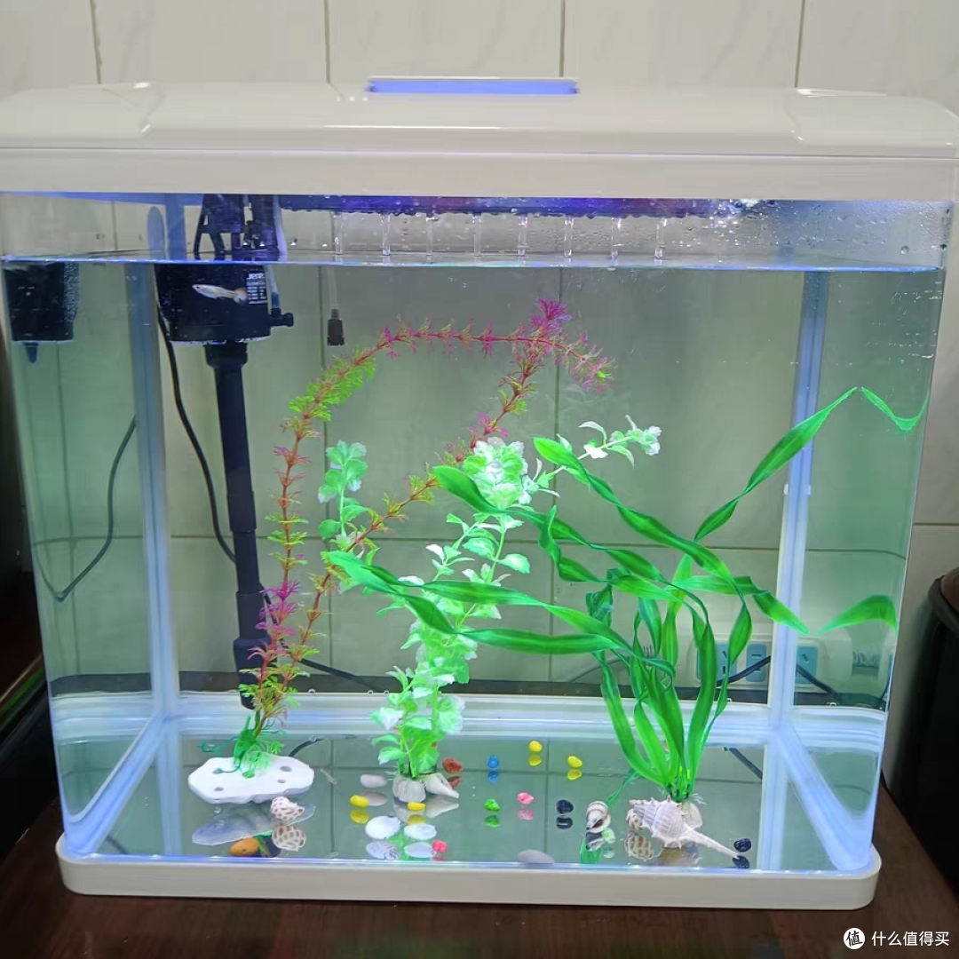 水族馆的秘密武器?观赏鱼养殖技巧全揭秘!