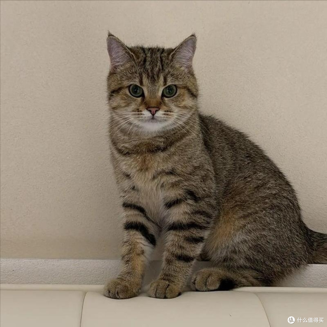 中华田园猫_猫粮_什么值得买