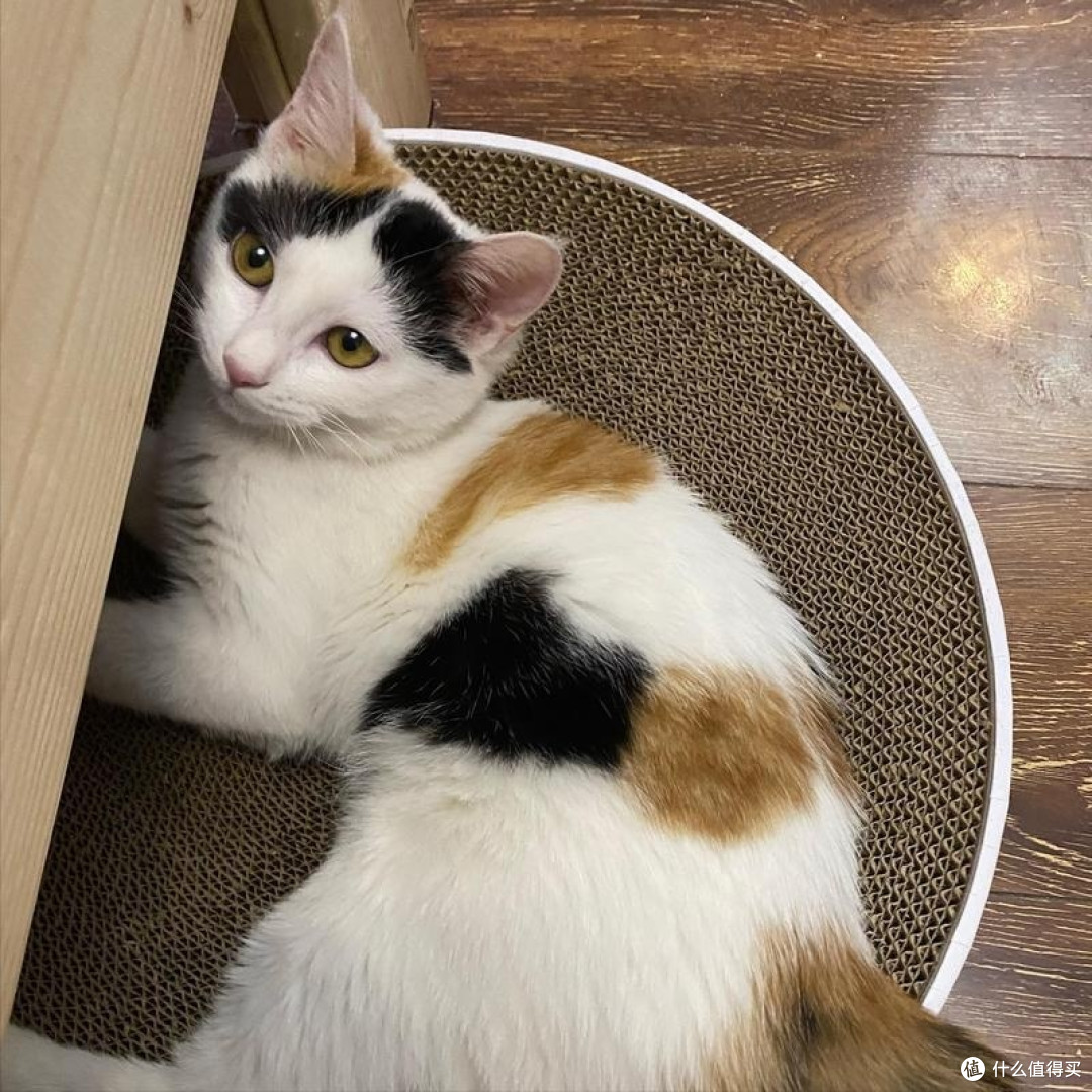 中华田园猫_猫粮_什么值得买