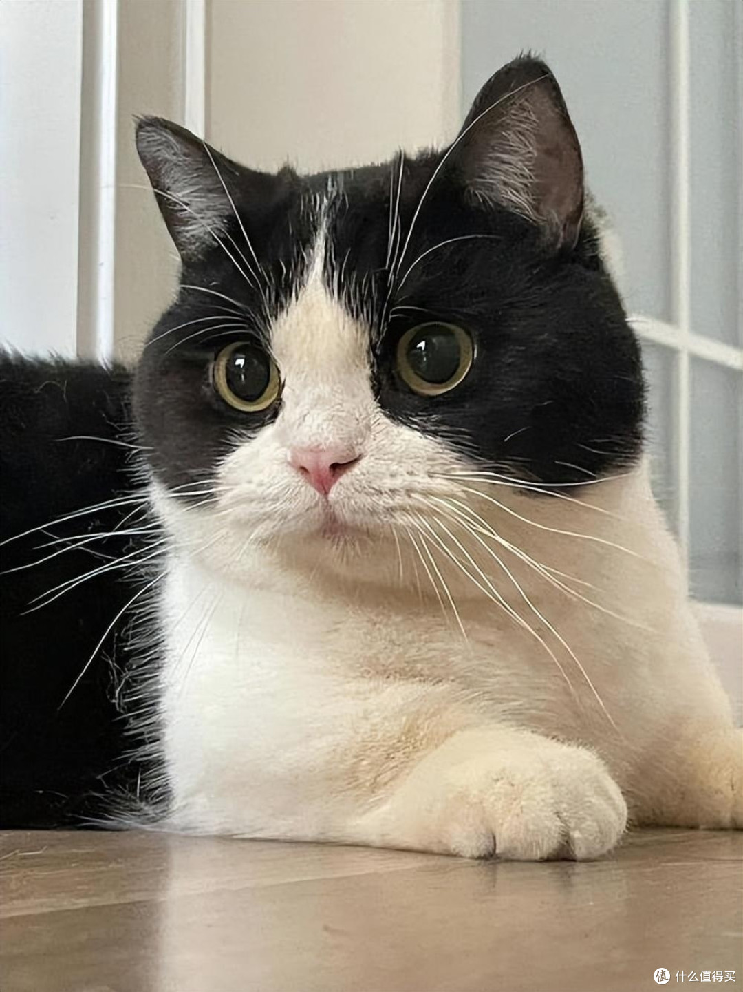 中华田园猫_猫粮_什么值得买