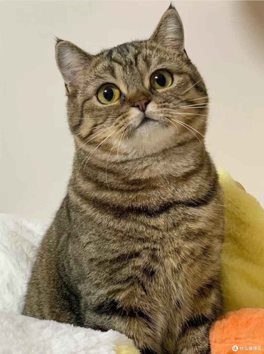 狸花猫可以发腮是真实存在的吗❓❓❓
