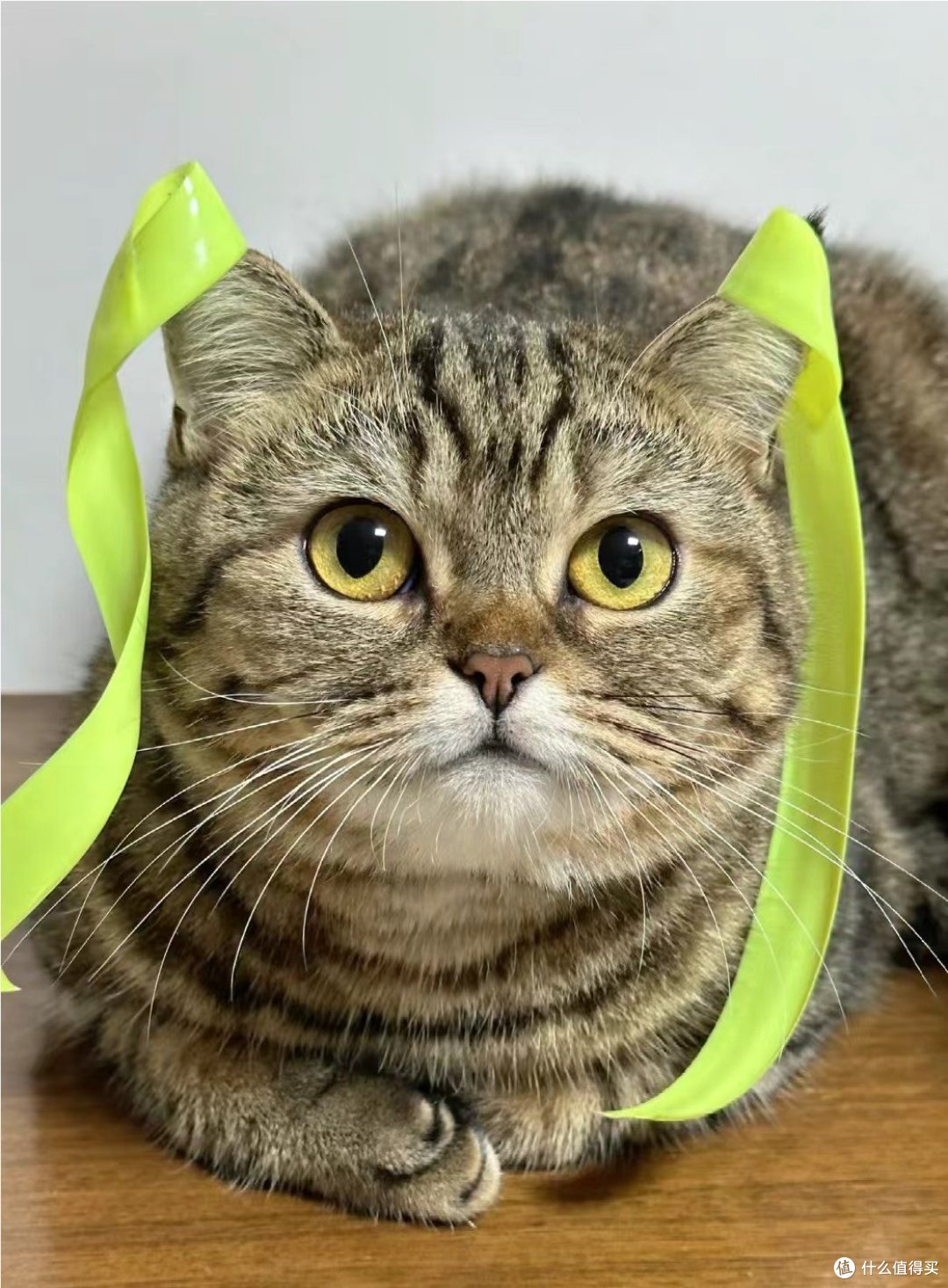 狸花猫可以发腮是真实存在的吗❓❓❓