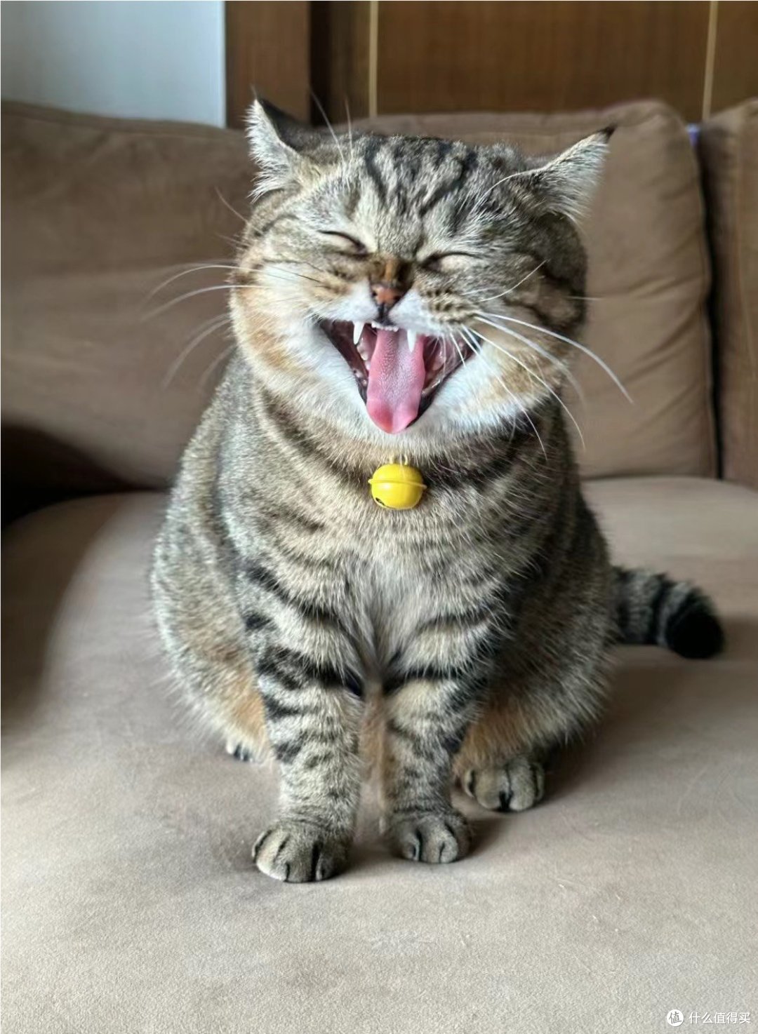 狸花猫可以发腮是真实存在的吗❓❓❓